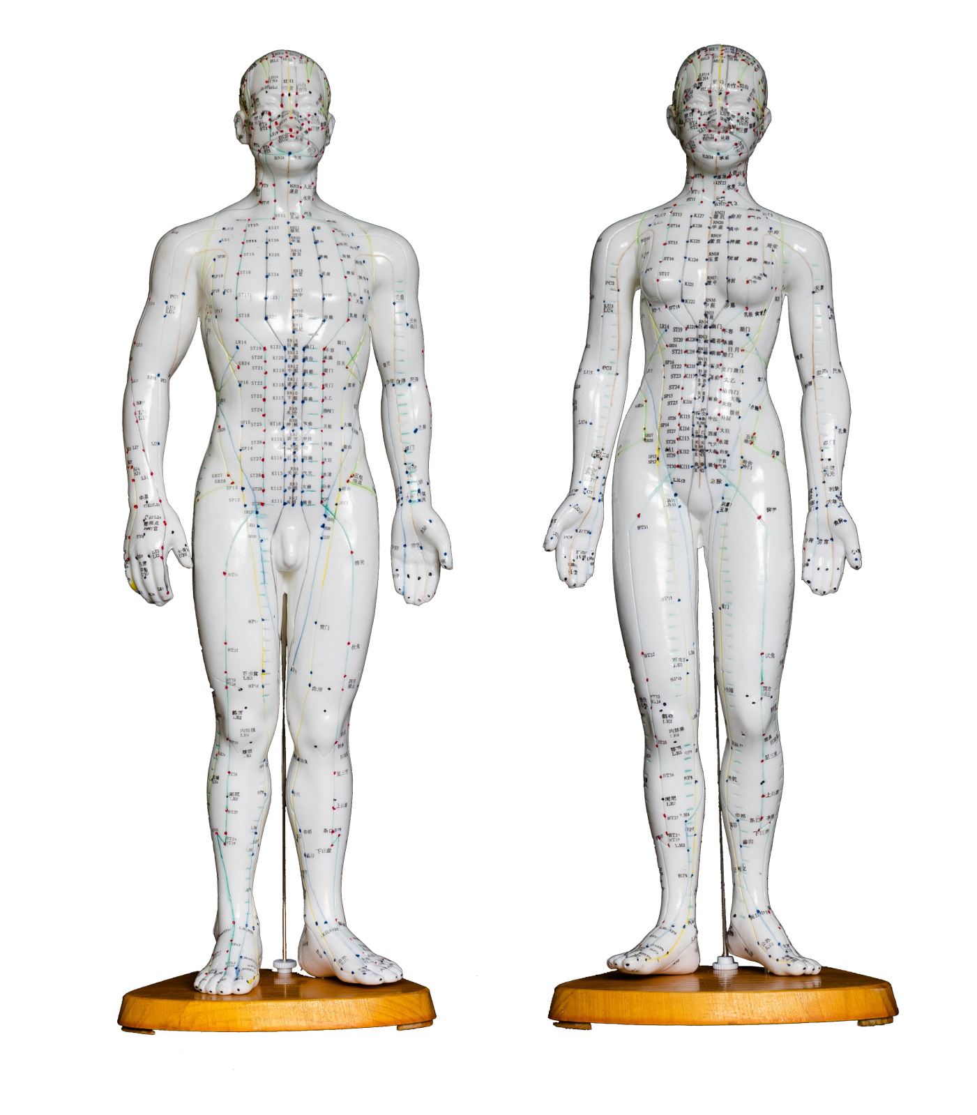 肌触りがいい Pair Model Acupuncture 50cm - Anatomy Medical Anatomical 睡眠対策・いびき軽減