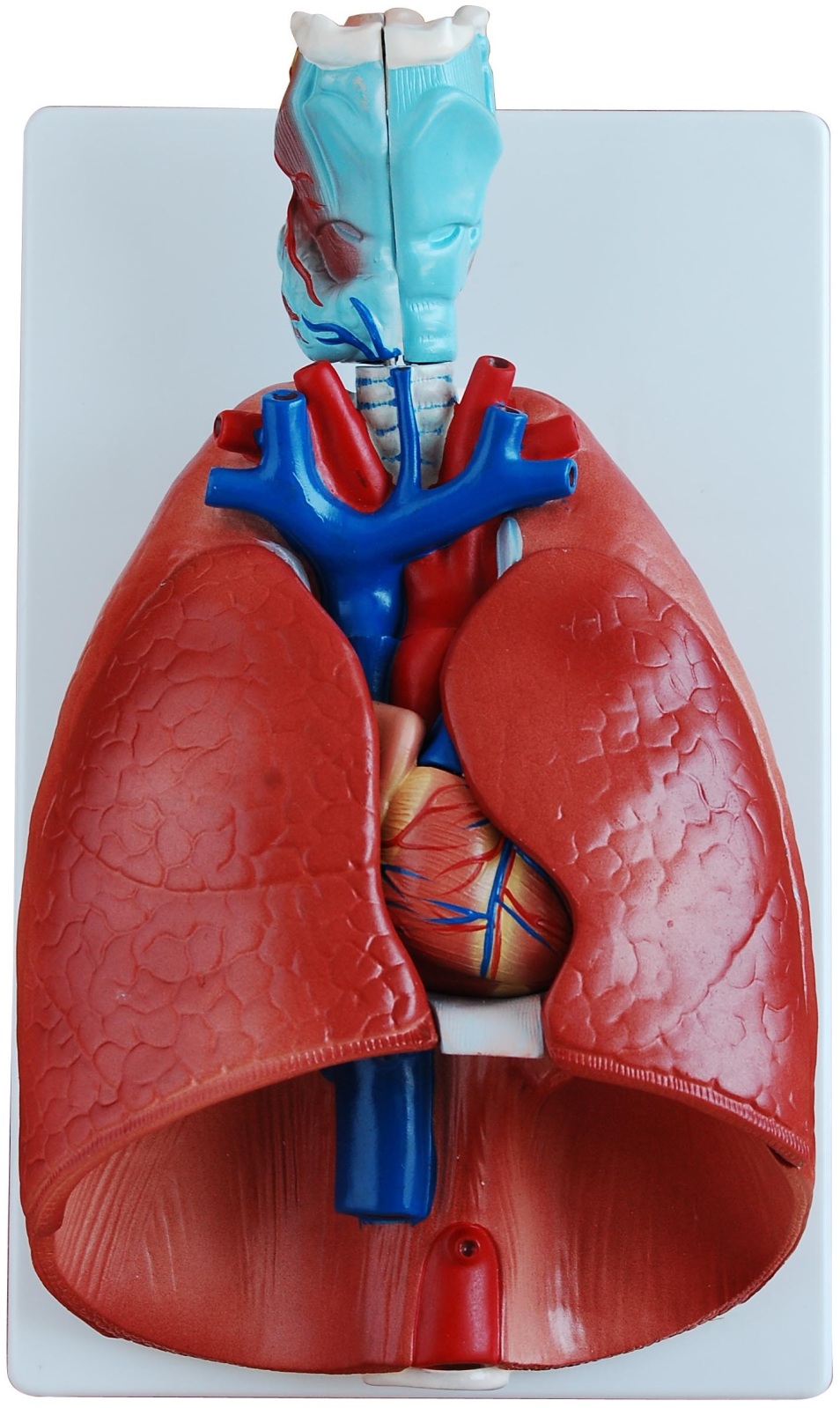 Human Larynx, Heart and Lung Anatomical Model - Medical ...