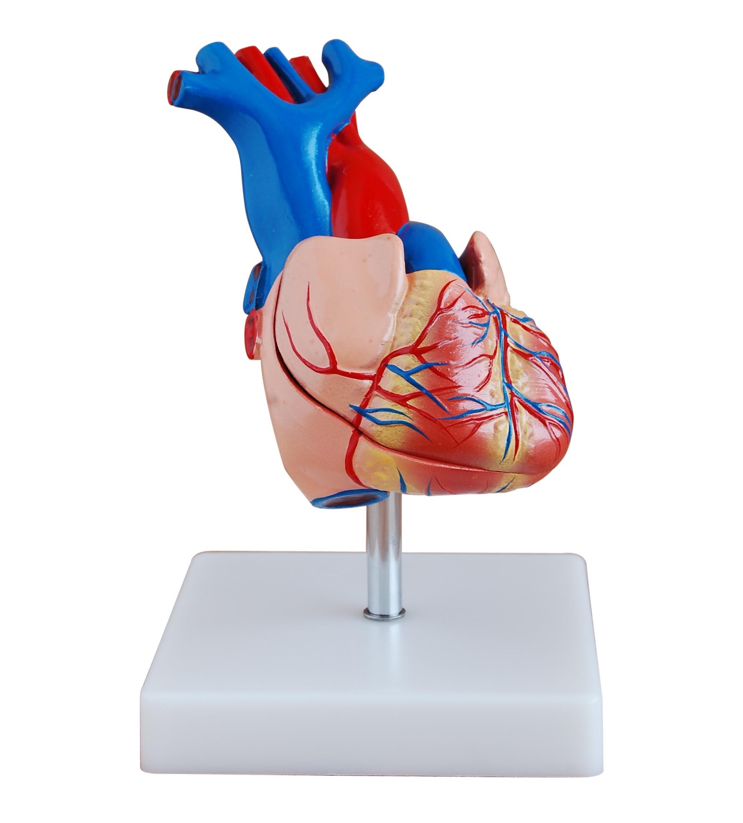 Anatomical Human Life Size Heart Model - Medical Cardiovascular Anatomy ...