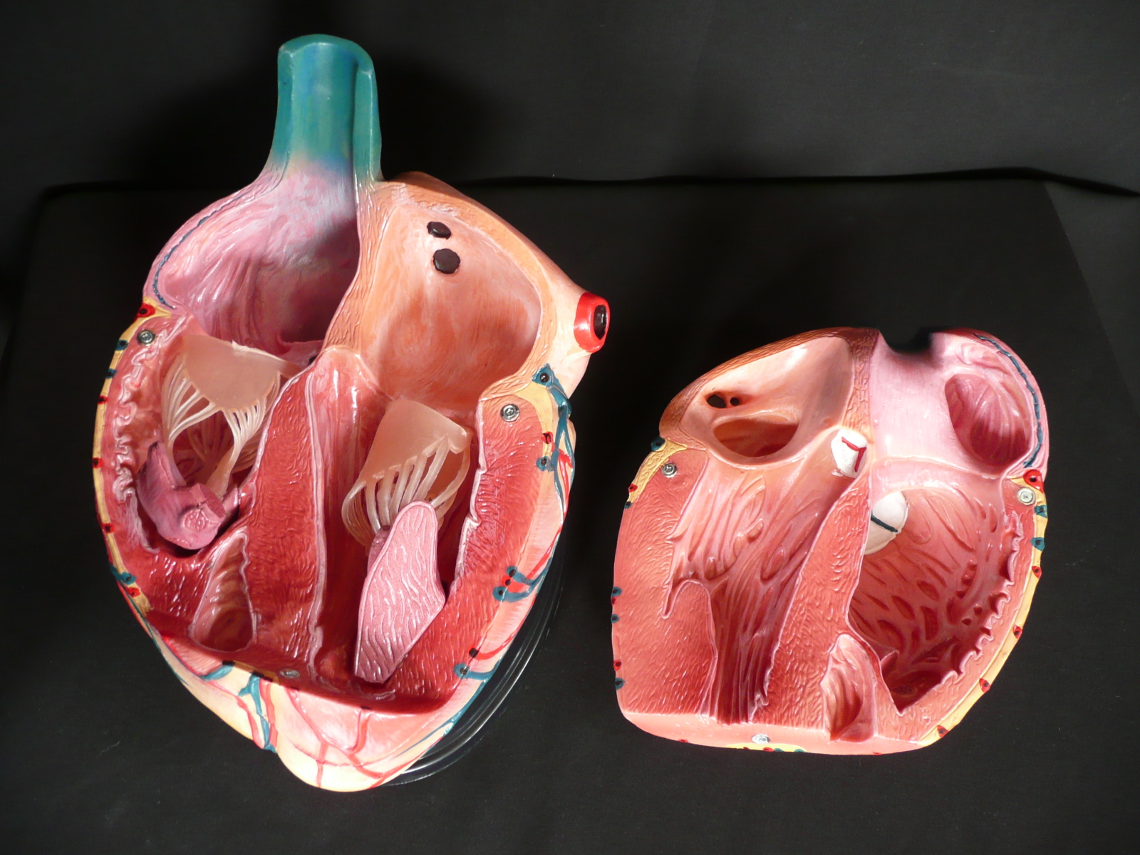 Advanced Giant Anatomical Human Heart Model - Medical Anatomy | eBay